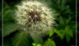 蒲公英在线观看免费观看,免费在线观看，畅享自然之美